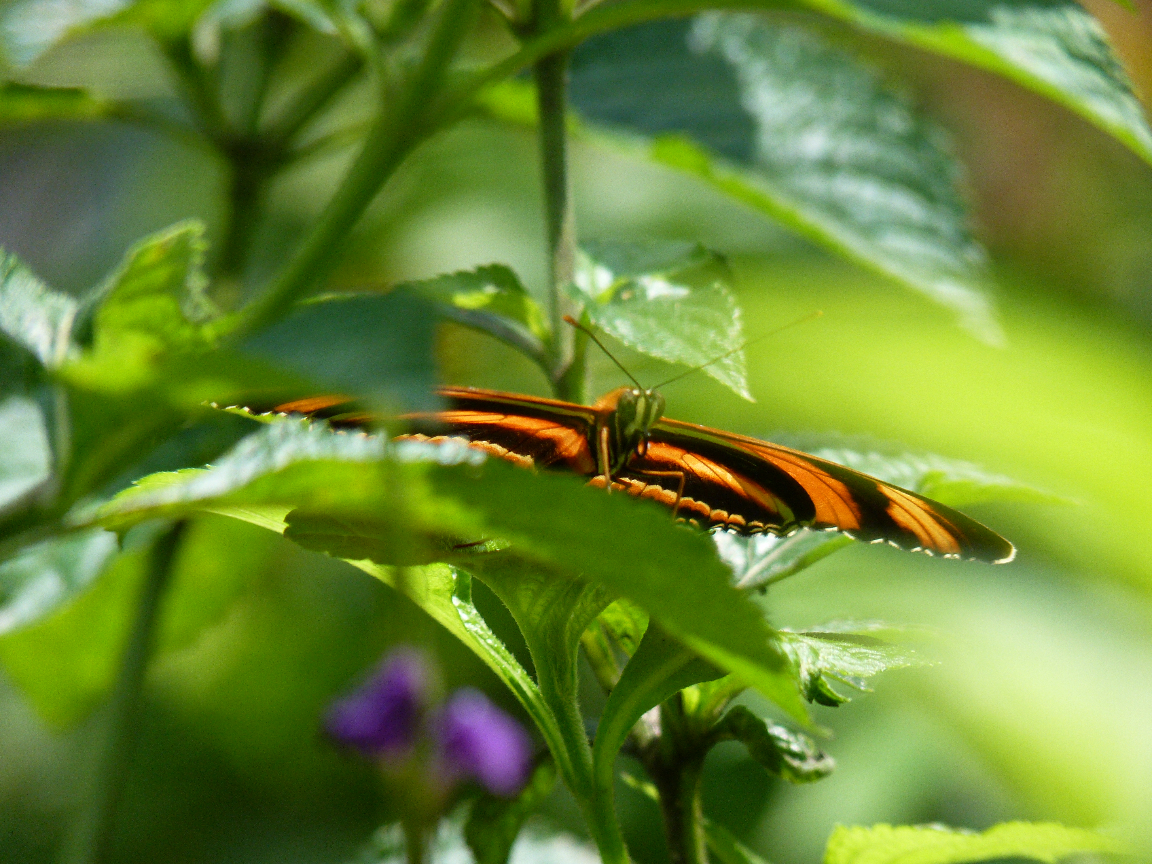 mariposa